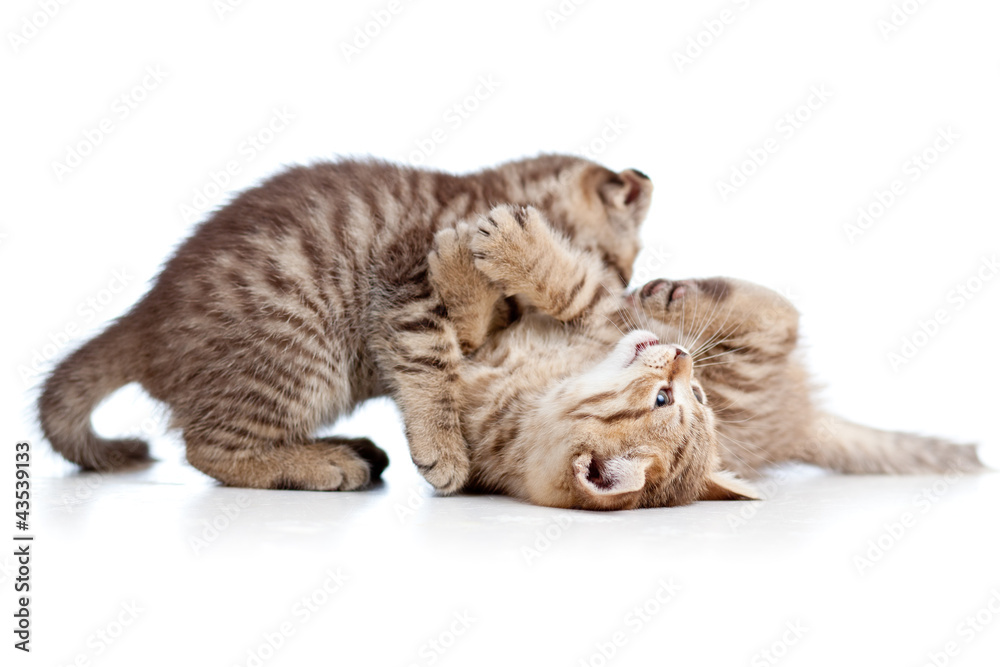 two funny cat kittens play together two funny cat kittens play together