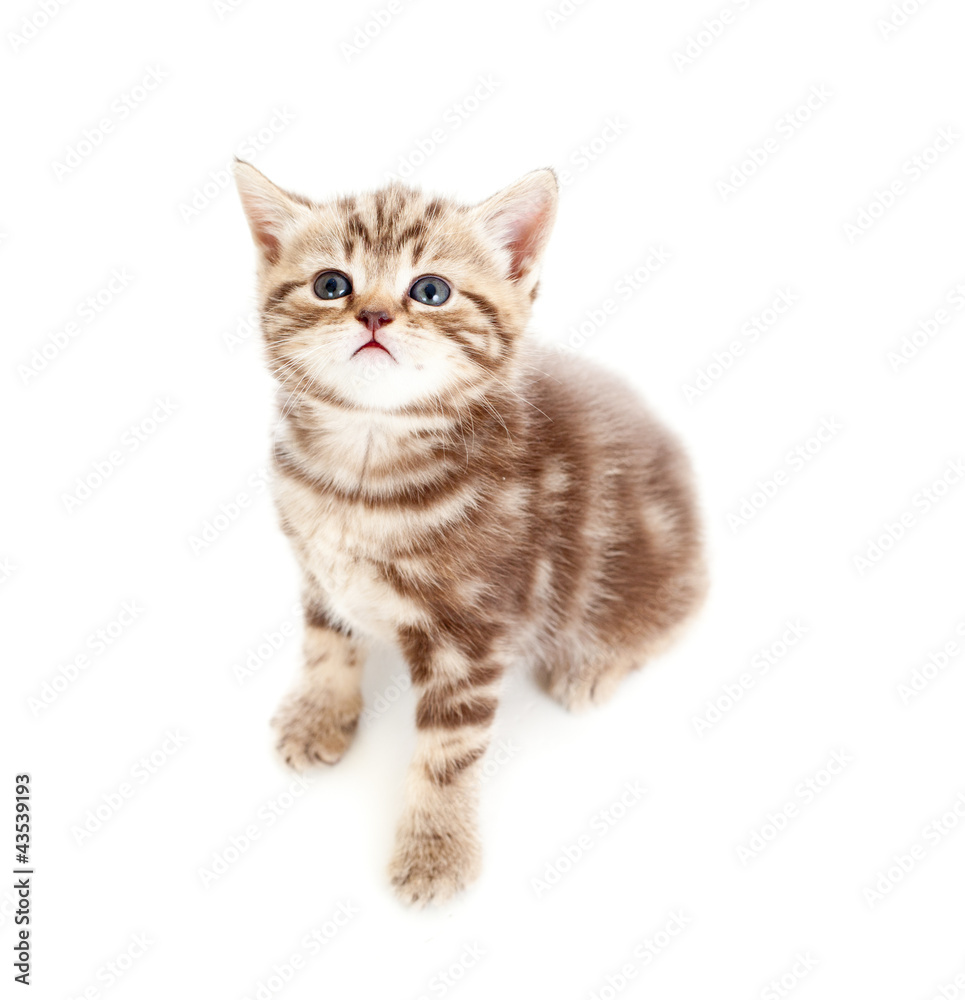 top view of baby cat kitten on white background