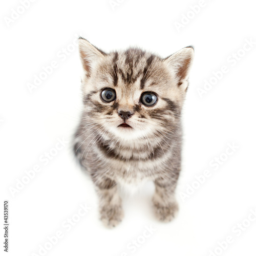 top view of baby cat kitten on white background © Oksana Kuzmina