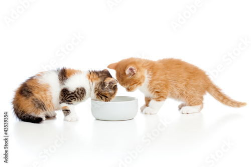 two Scottish kittens lap milk from bowl © Oksana Kuzmina