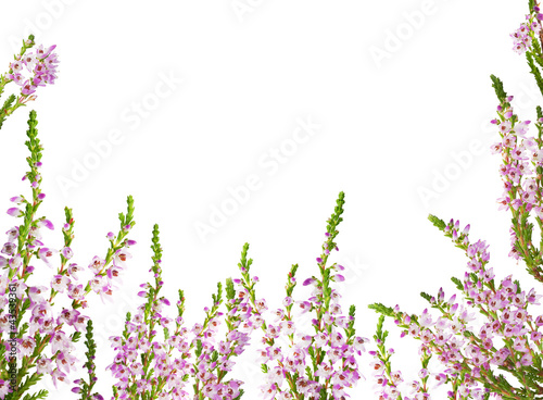 heather with light purple flowers half frame