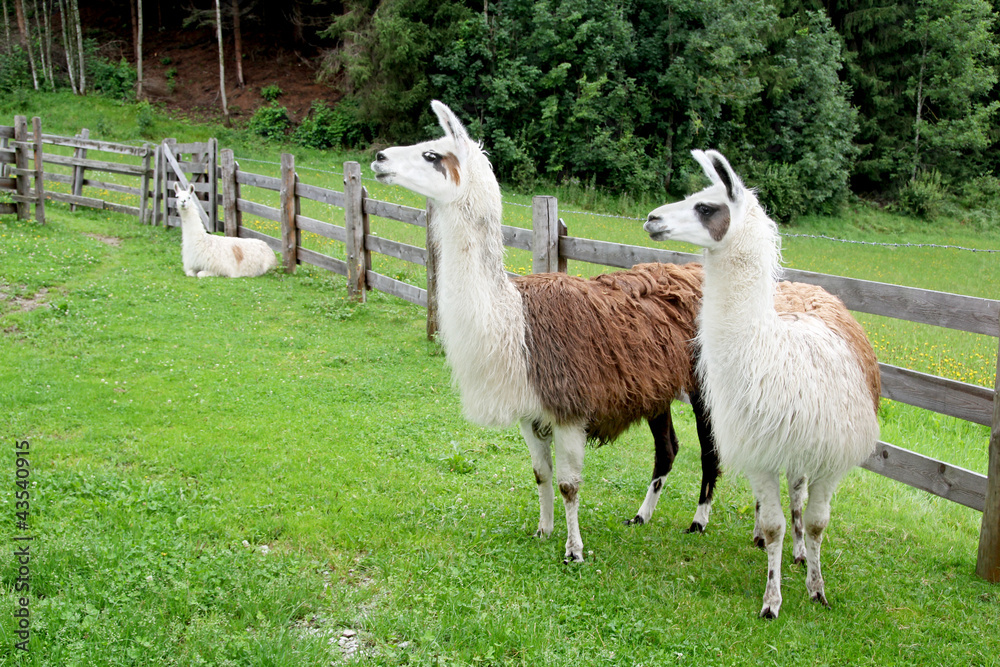 Fototapeta premium Lamas in Österreich / Schladming