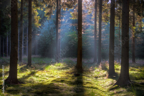 Early sunlight in a dark forest lightens up grass and moss. © Matauw