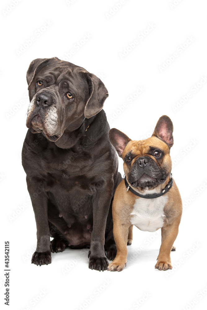 Cane Corso and French Bulldog