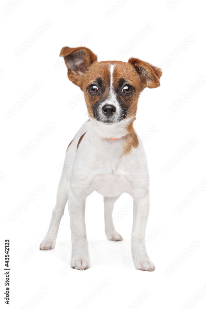 mixed breed dog