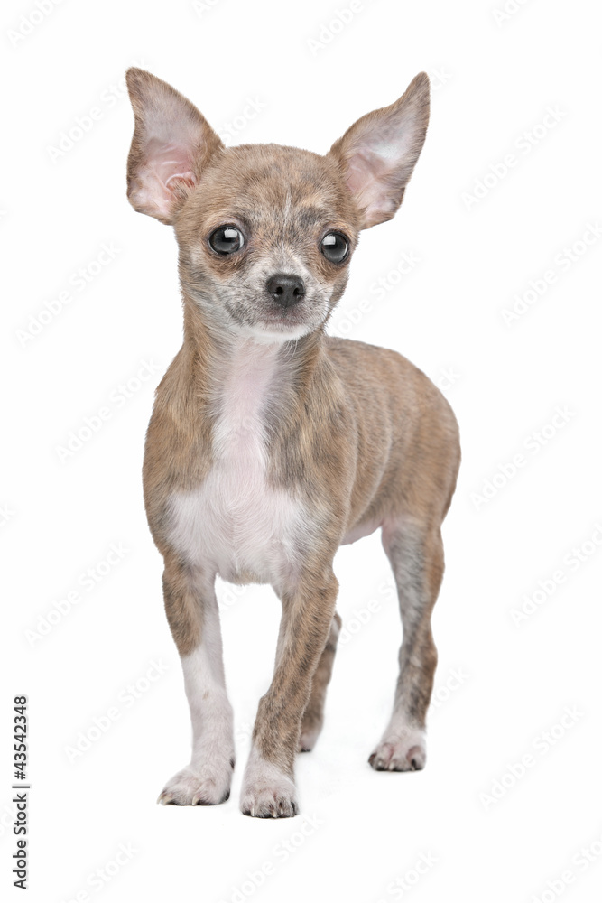 chihuahua