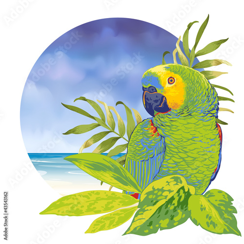 02-Papagaio