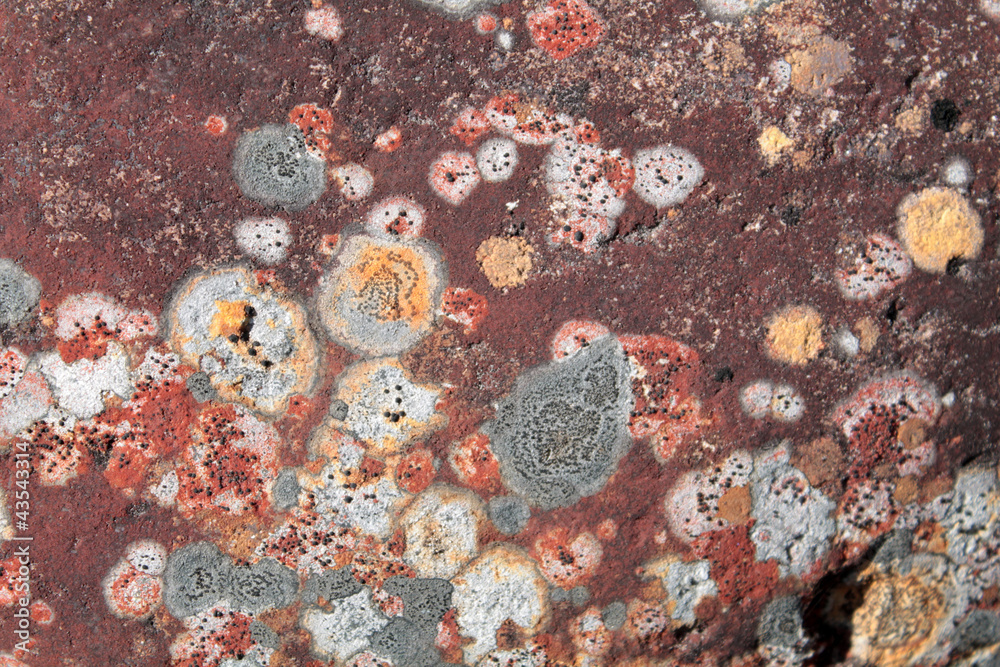 Multi-colored lichen on a red rock
