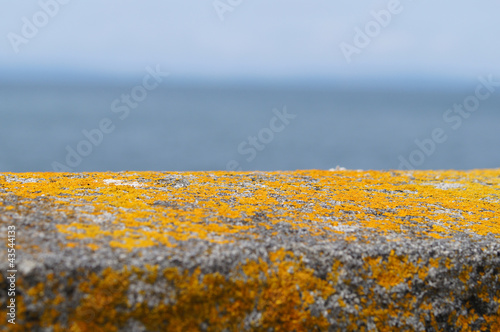 lichens ou champignons lichénisés au bord de mer photo