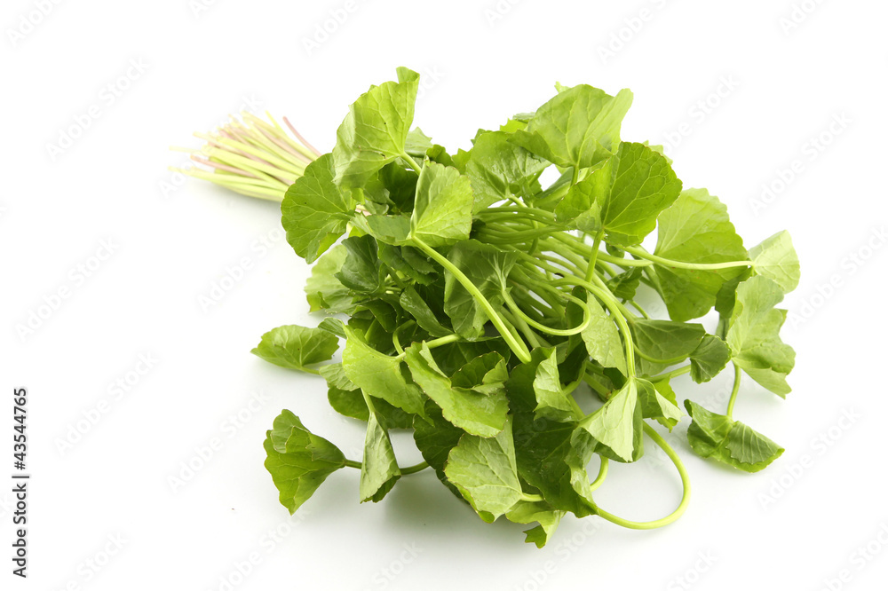 Asiatic Pennywort (Centella asiatica (Linn.) Asiatic Pennywort (Centella asiatica (Linn.)