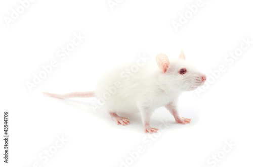 white rat