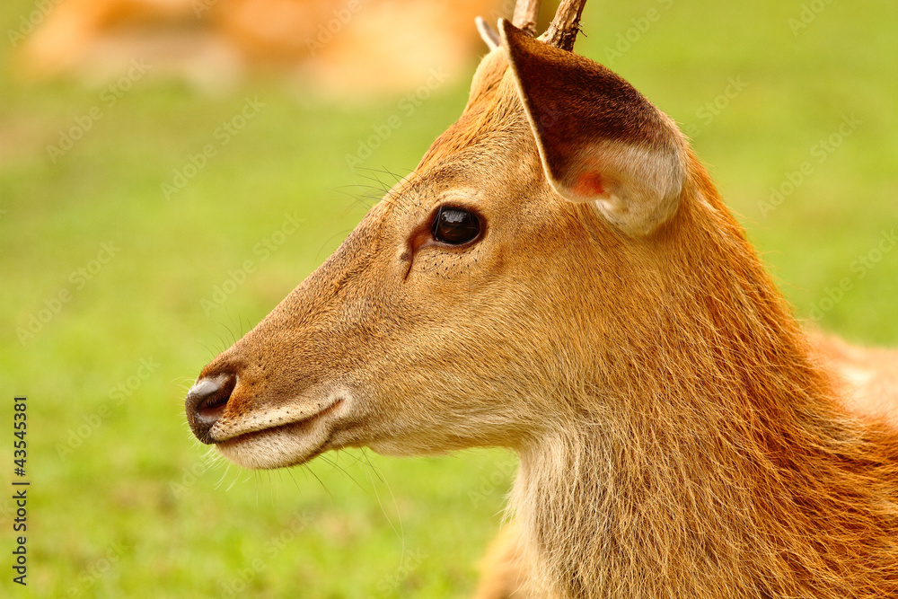 Fototapeta premium deer face