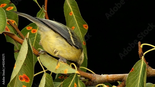 Young Tit on pear twig