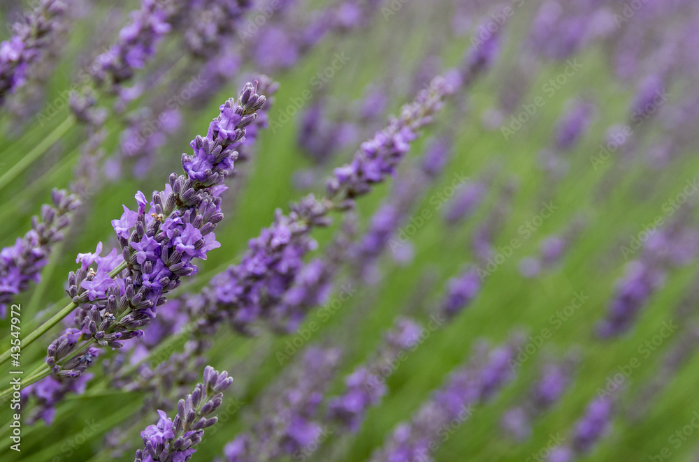 Naklejka premium Field of lavender blooms
