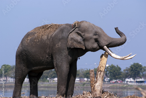 An elephant rubs its tusks againt a tree trunk by a river