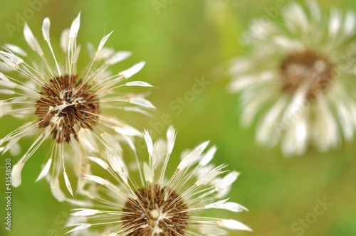 Wet Dandelions