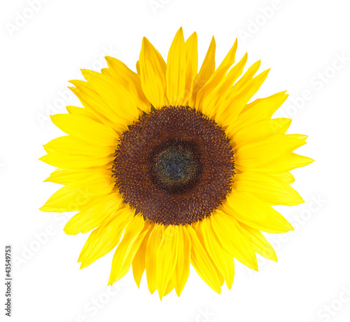 Sonnenblume in voller Blüte– isoliert auf weißem Hintergrund photo