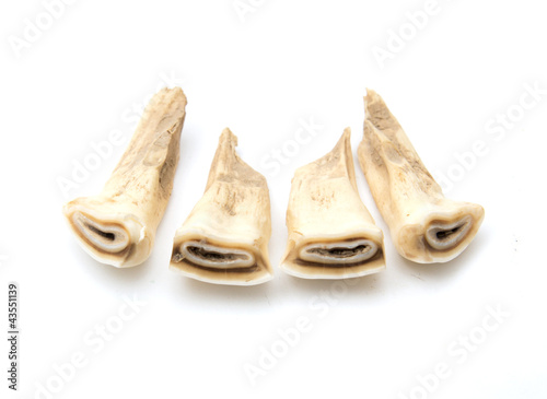 Horse teeth on a white background