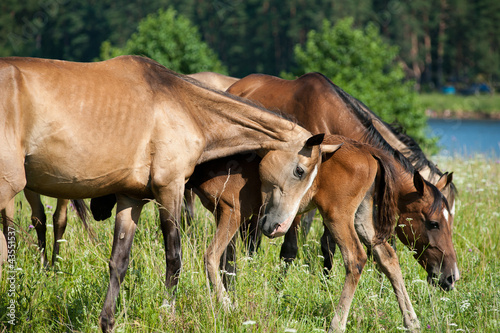 purebred horses herd © Mari_art