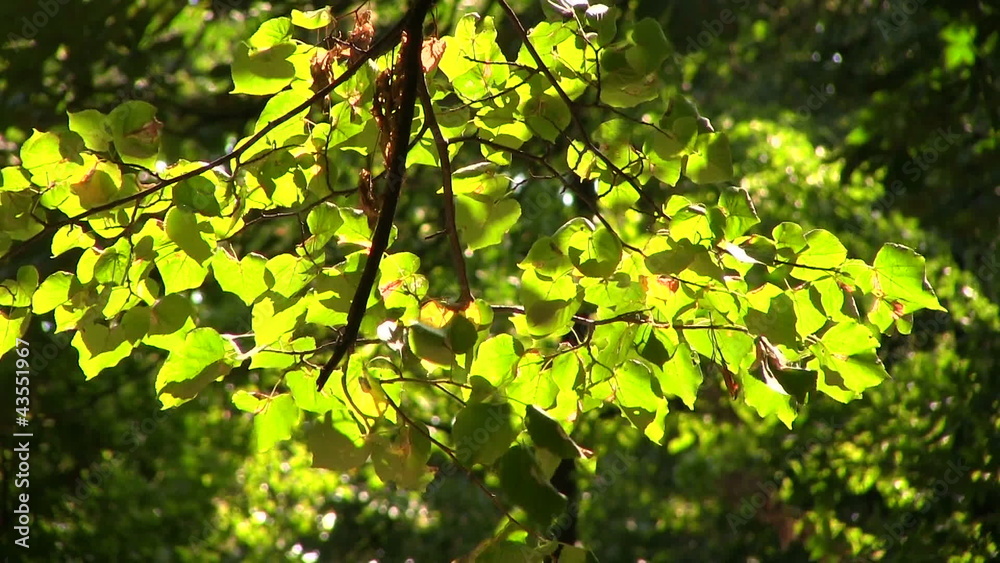 Tree branch in park in the summer Tree branch in park in the summer