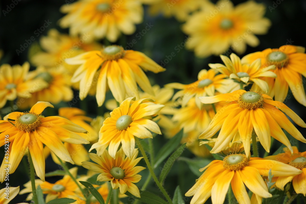 Sonnenhut (lat. Echinacea) gelb Sonnenhut (lat. Echinacea) gelb