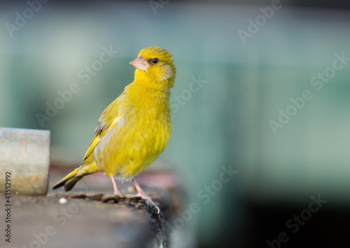 Greenfinch