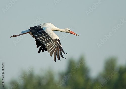 Lonely stork at the green field in summer day