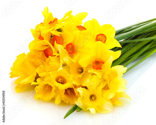 beautiful yellow daffodils isolated on white