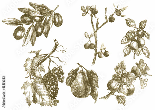 twigs and fruits, vintage, hand drawing into vector