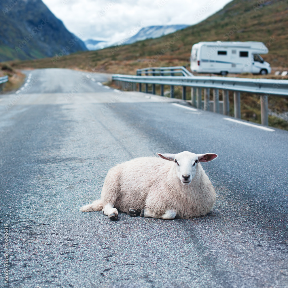 Fototapeta premium Sheep resting on road