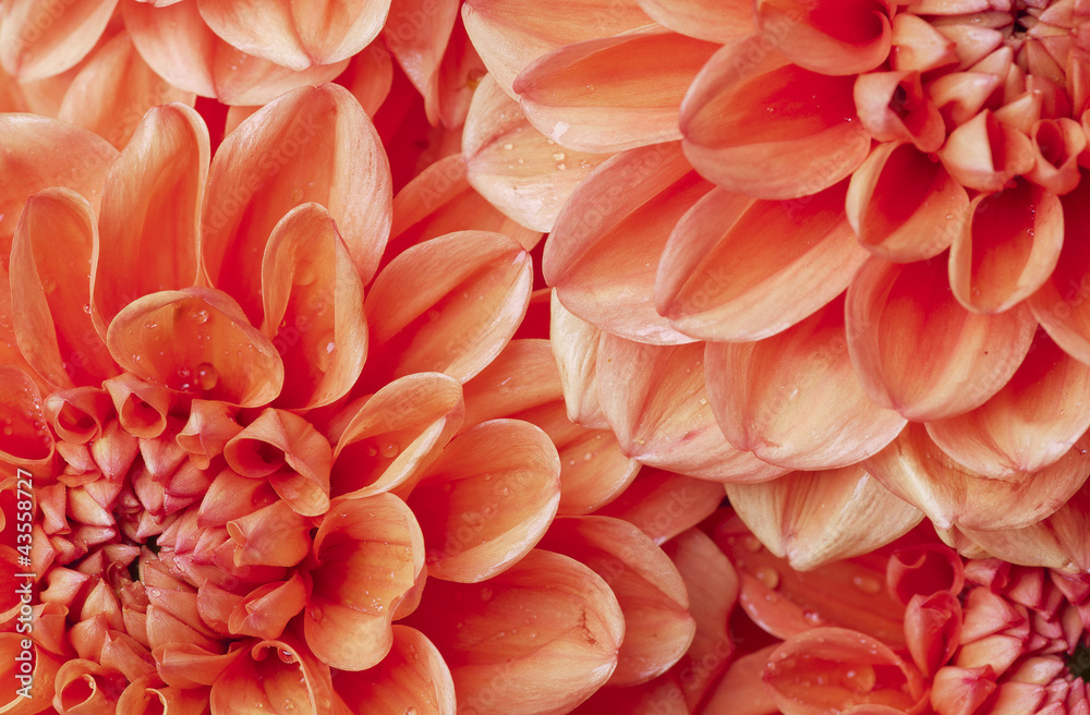 dahlia