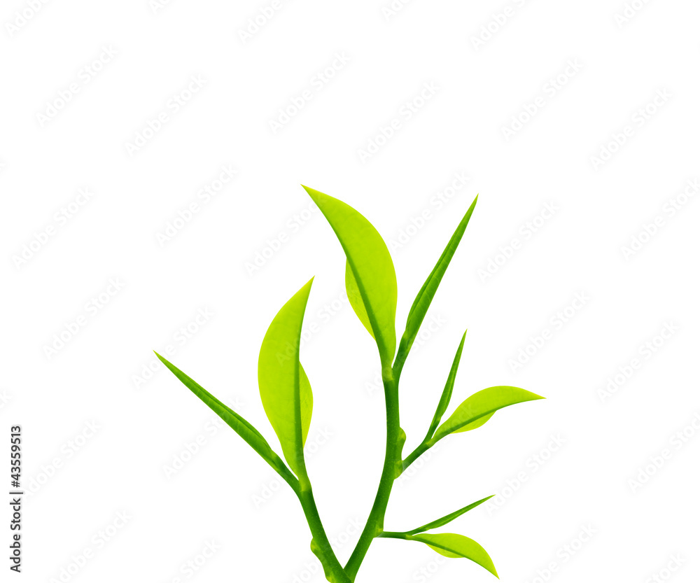 Fototapeta premium Green leaves and twig