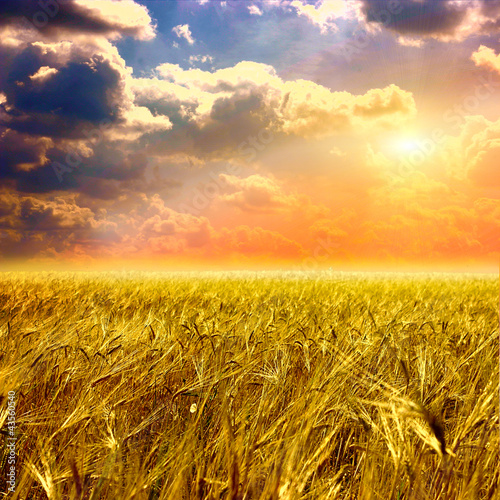 Beautiful yellow field and clouds sky