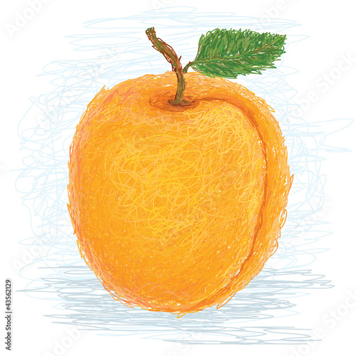 apricot fruit.