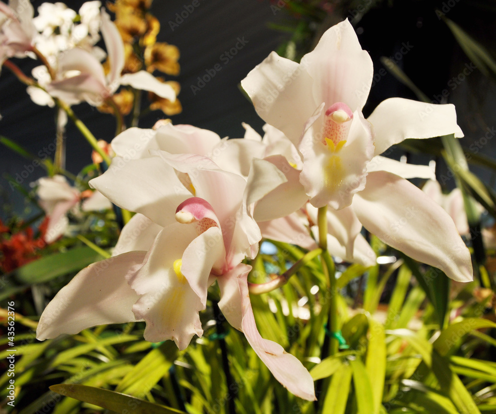 White Orchid Flower White Orchid Flower