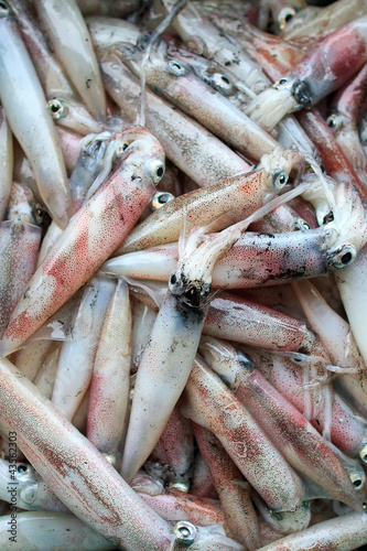 Fresh squid in the market