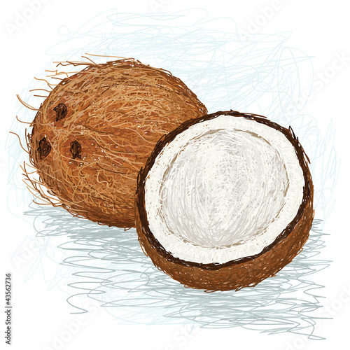 closeup illustration of a half and whole coconut.