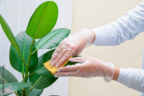 cleaning ficus plant