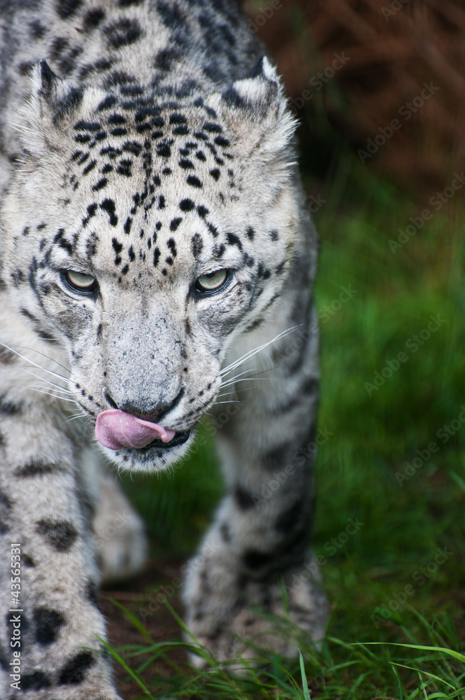 Beautiful portrait of Snow Leopard Panthera Uncia big cat Beautiful portrait of Snow Leopard Panthera Uncia big cat