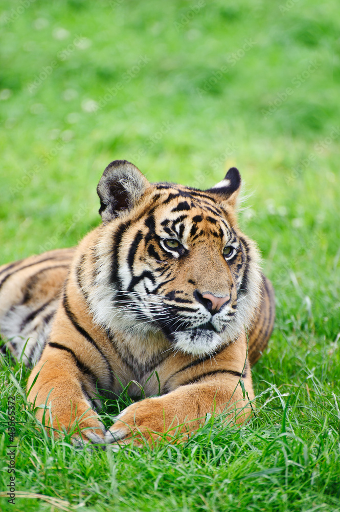 Portrait of Sumatran Tiger Panthera Tigris Sumatrae big cat Portrait of Sumatran Tiger Panthera Tigris Sumatrae big cat