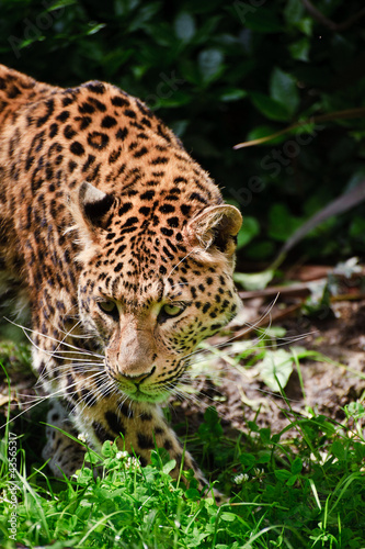 Beautiful leopard Panthera Pardus big cat amongst foliage © veneratio