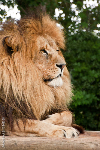 Fototapeta Naklejka Na Ścianę i Meble -  Portrait of King of the Jungle Lion Panthera Leo big cat