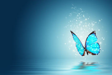 butterfly