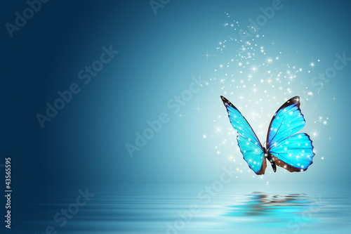 butterfly photo