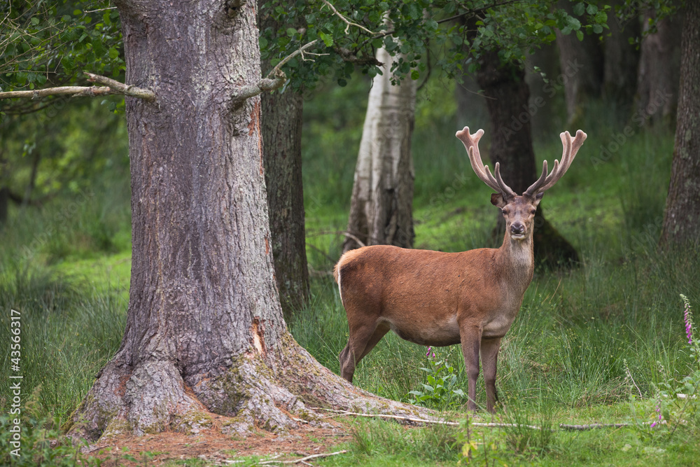 Cerf en velour sous bois Cerf en velour sous bois