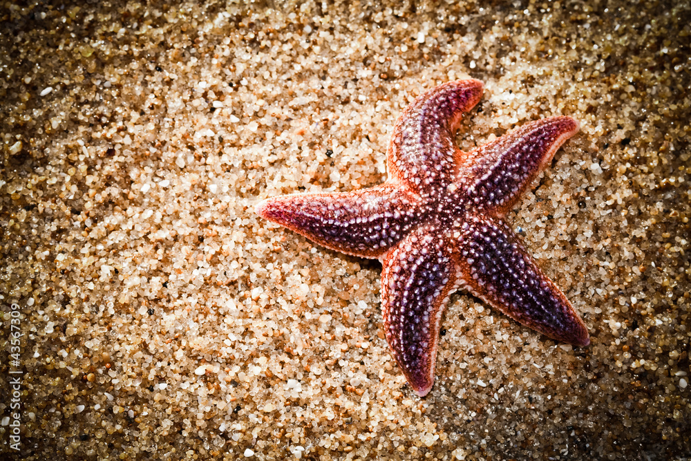 etoile mer_sable plage etoile mer_sable plage