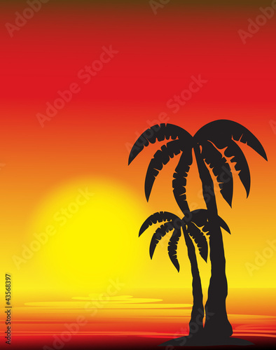 palm tree silhouette at sunset  vector image