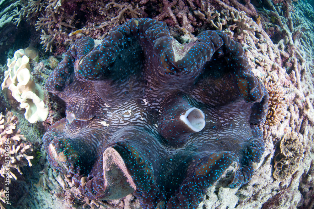 大シャコガイ オオシャコガイの写真素材 [5888784] - PIXTA