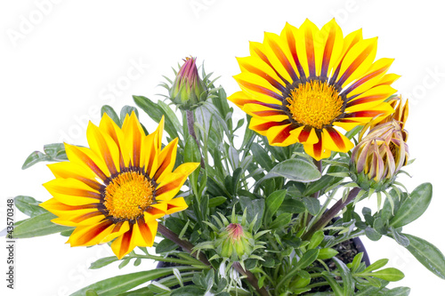 Seedling of decorative sunflowers