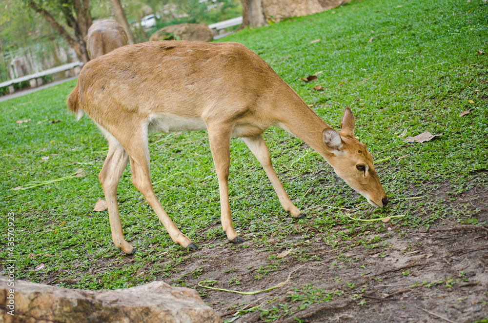 Antelope in the nature.